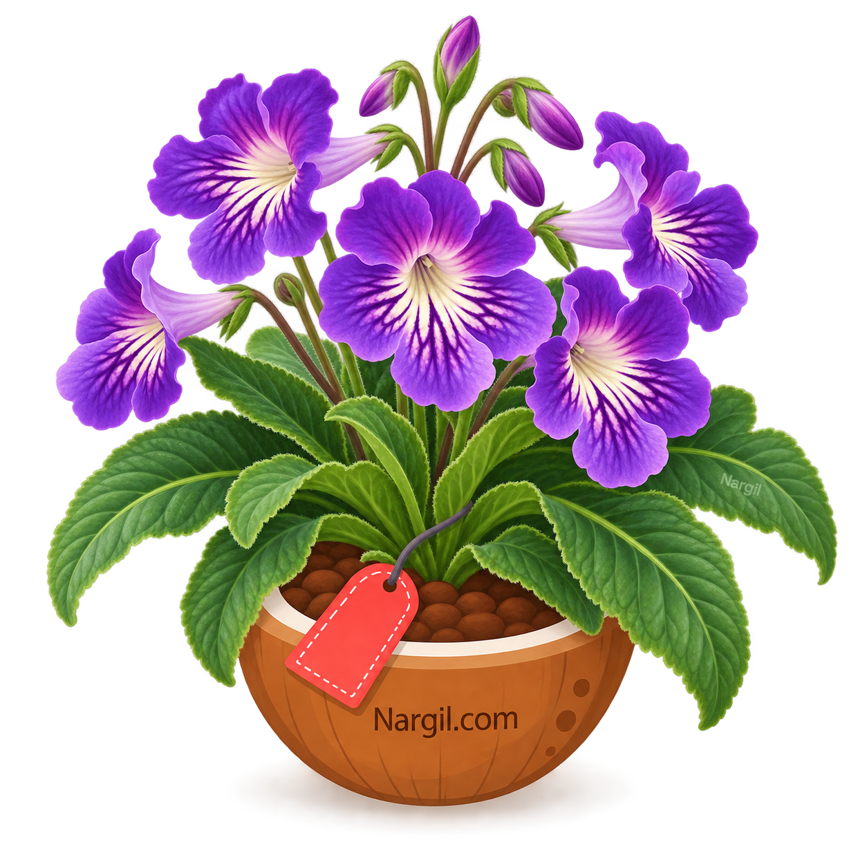 Nargil_Streptocarpus hybrids